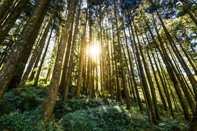 Low angle view of sunlight streaming through trees