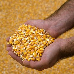 Close-up of hands holding corn kernels