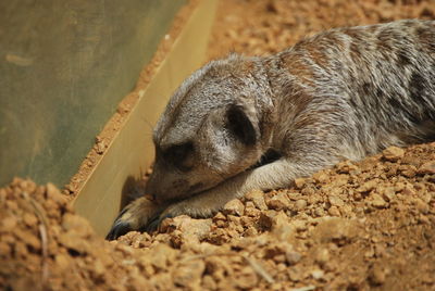 Meerkat relaxing at zoo