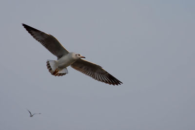 Low angle view of seagull flying against clear sky