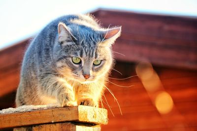 Close-up of cat on wood