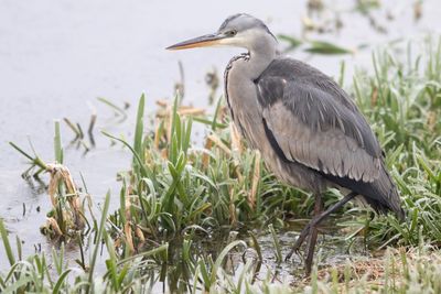 High angle view of gray heron on grass by lake