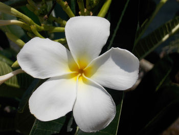 Close-up of white flower