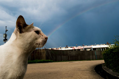 Close-up of cat against sky