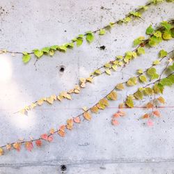 Close-up of ivy on wall