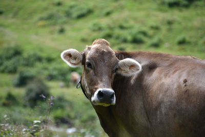 Portrait of cow