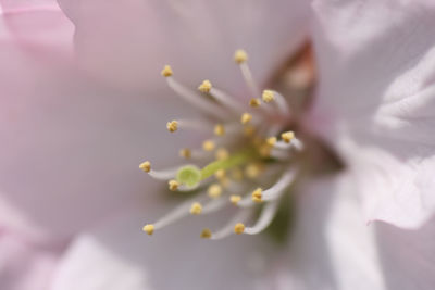 Close-up of fresh white flower