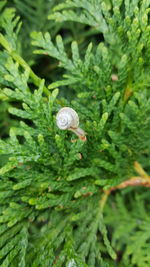 Close-up of snail on plant