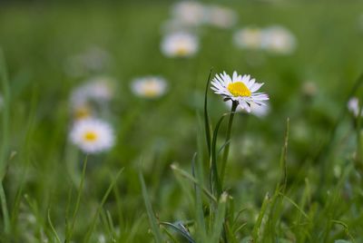 Close-up of daisy flower on field