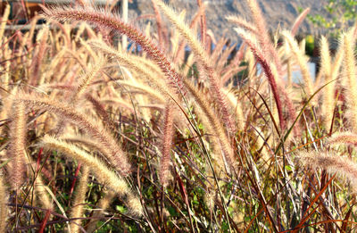 Close-up of crops growing on field