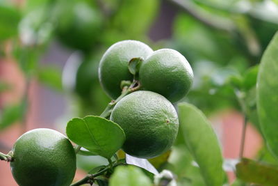 Close-up of fruit growing on tree