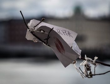 Close-up of text and lipstick kiss on white papers attached with twig