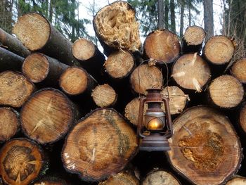 Stack of logs in forest