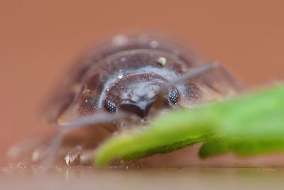 Close-up of insect