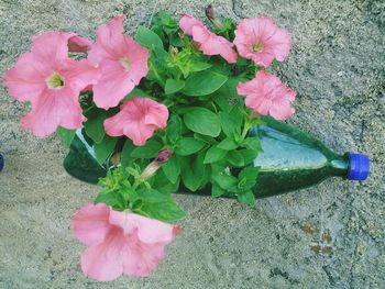 High angle view of pink flowering plant