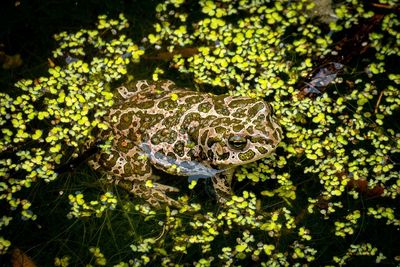 Close-up of lizard on plant
