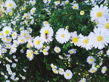 Close-up of daisies blooming outdoors