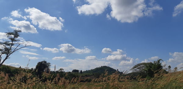 Low angle view of trees on field against sky