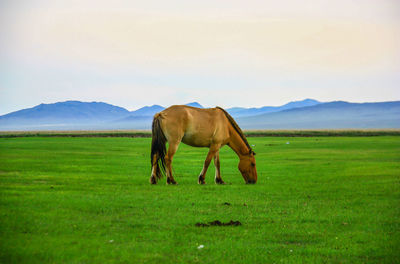 Horse standing in a field