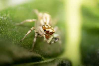 Close-up of spider on leaf
