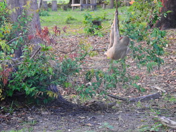 Bird in a forest