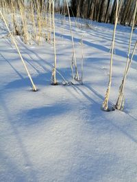 Snow covered land and trees on field