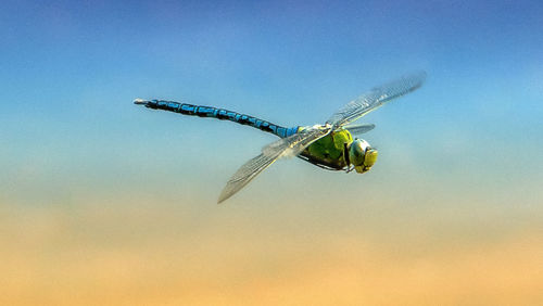 Low angle view of insect flying against blue sky