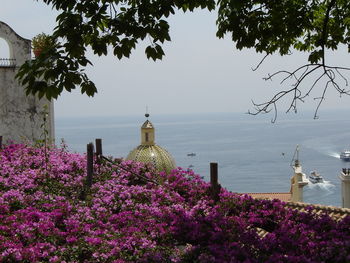 Pink bougainvilleas blooming against church and sea in town