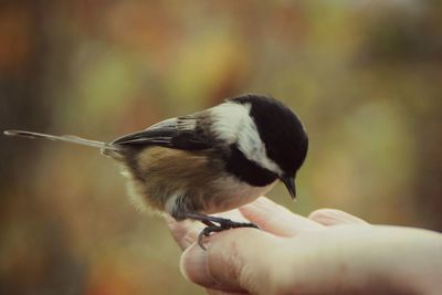 Close-up of hand holding titmouse