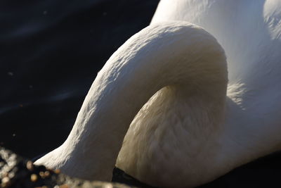 Close-up of swan in lake