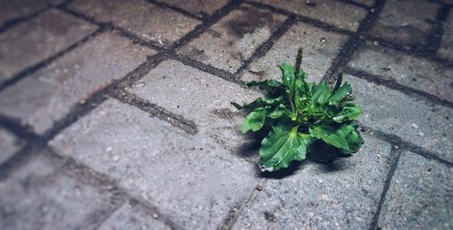 High angle view of plants growing on footpath