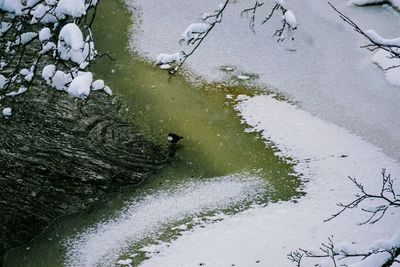 High angle view of puddle on tree during winter