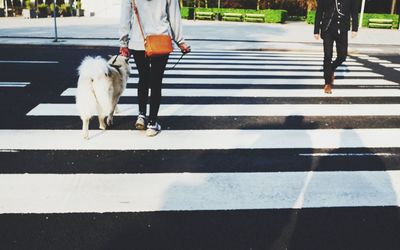 Low section of person with dog on zebra crossing