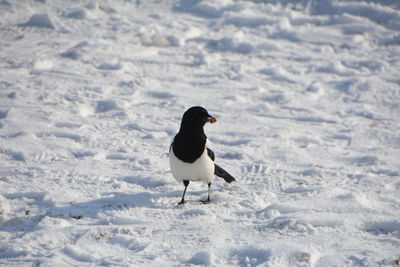 Bird on a snow covered land