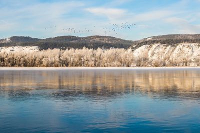 The yenisei river is a beautiful view of snow-covered trees and a flock of wild ducks leaving this 