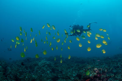 Person scuba diving undersea