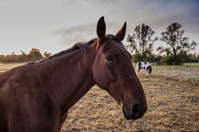 Horse standing in a field