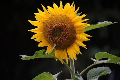 Close-up of sunflower on plant