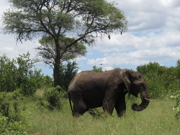 Elephant in a field