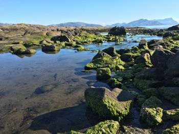 Moss growing on rocks at shore against clear sky