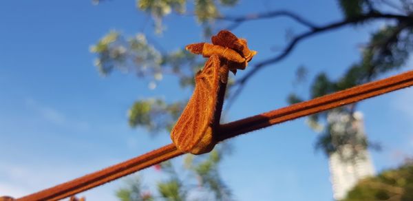 Low angle view of a tree against blue sky