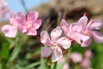 Close-up of pink flowers