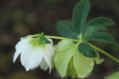 Close-up of wet plant