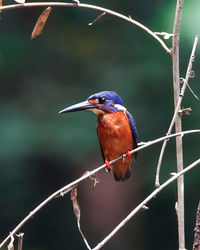 Blue-eared kingfisher perching on branch

photo upscaled using ai