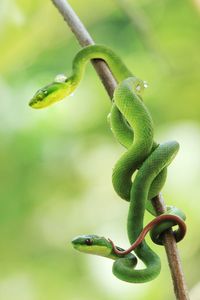 The beauty of animal reptiles that are amazing