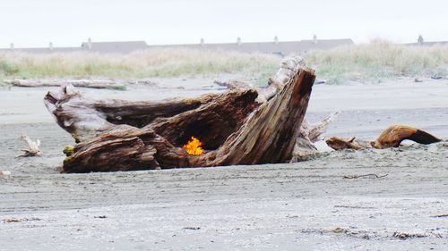 Fire on driftwood at beach against clear sky