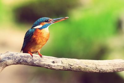 Close-up of bird perching outdoors