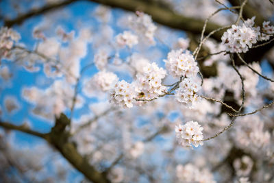 Low angle view of apple blossoms in spring
