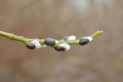 Close-up of plant growing outdoors