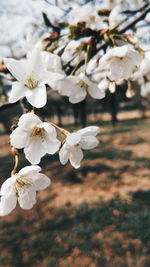 Close-up of white flowers on branch